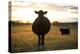 Pregant Cow Silhouetted At Sunset, On Cattle Ranch, Garfield County, Nebraska, USA. October-Cheryl-Samantha Owen-Premier Image Canvas