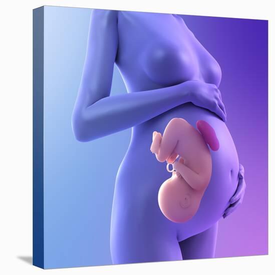 Pregnancy, Conceptual Artwork-SCIEPRO-Premier Image Canvas