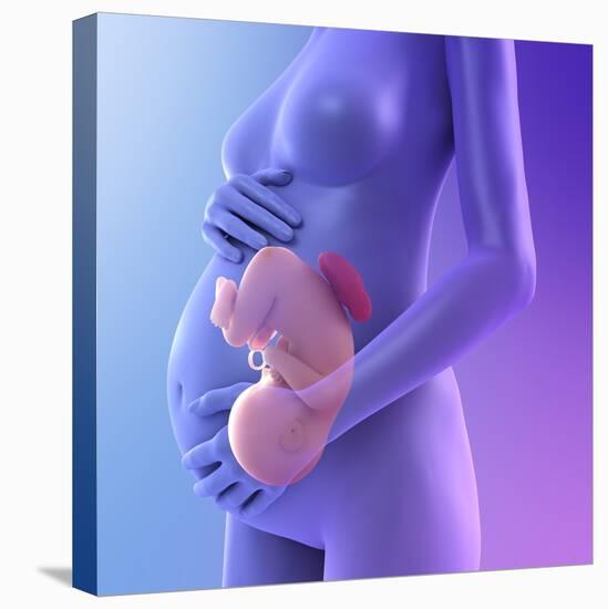 Pregnancy, Conceptual Artwork-SCIEPRO-Premier Image Canvas