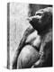 Pregnant Mountain Gorilla-null-Premier Image Canvas