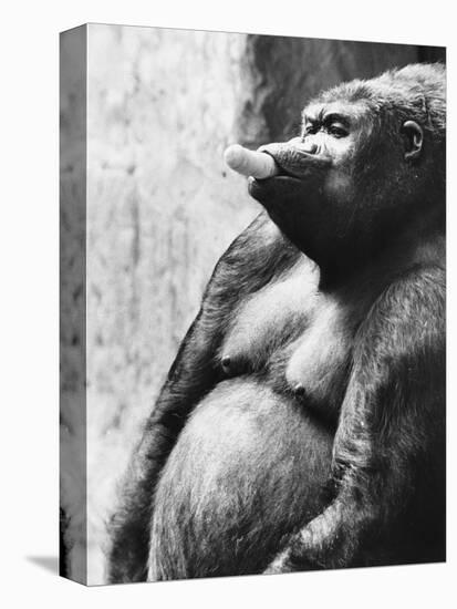 Pregnant Mountain Gorilla-null-Premier Image Canvas
