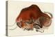 Prehistoric Cave Painting of a Charging Buffalo, Altamira, Spain-null-Premier Image Canvas