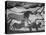 Prehistoric Cave Painting of Animals-Ralph Morse-Premier Image Canvas