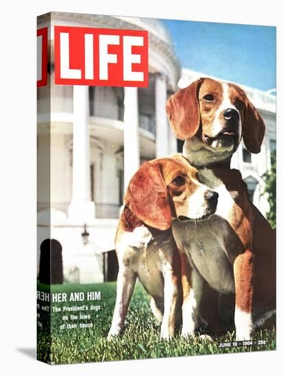 President Johnson's Beagles, June 19, 1964-Francis Miller-Premier Image Canvas