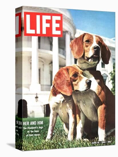 President Johnson's Beagles, June 19, 1964-Francis Miller-Premier Image Canvas