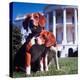 President Lyndon B. Johnson's Pet Beagles, Him and Her, on the White House Lawn-Francis Miller-Premier Image Canvas