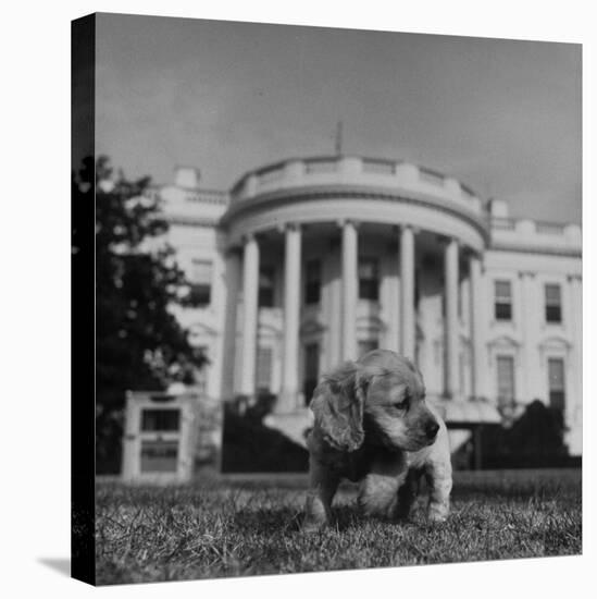 President Truman's Dog, "Feller" on White House Lawn-null-Premier Image Canvas
