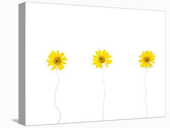 Press Yellow Mum Flowers-Koollapan-Stretched Canvas