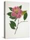 Pressed Camellia II-Annie Warren-Stretched Canvas