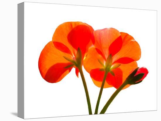 Pressed Flowers-panmaule-Premier Image Canvas