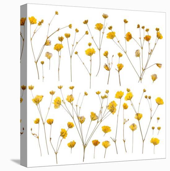 Pressed Yellow Wildflowers-Iwona Grodzka-Stretched Canvas