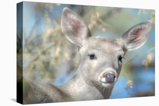 Pretty Doe No. 2-Murray Bolesta-Premier Image Canvas