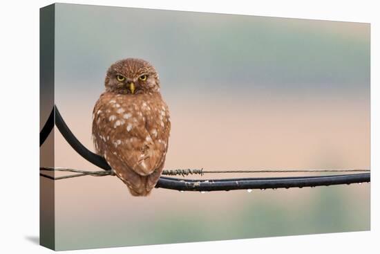 Pretty Little Angry Man-Volkan Donbaloglu-Premier Image Canvas