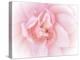 Pretty Pink Blooms III-Eva Bane-Stretched Canvas