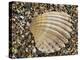 Prickly Cockle Shell on Beach, Mediterranean, France-Philippe Clement-Premier Image Canvas