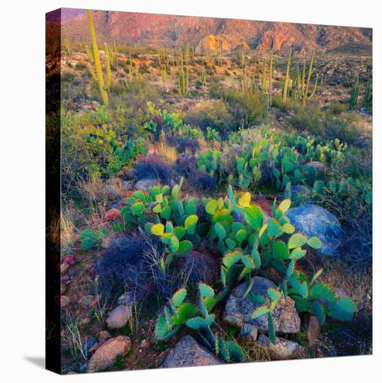 Prickly Pear and Saguaro Cacti, Santa Catalina Mountains, Oro Valley, Arizona, USA-null-Stretched Canvas