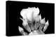 Prickly Pear Blossom and Buds BW-Douglas Taylor-Premier Image Canvas