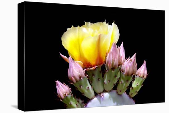 Prickly Pear Blossom and Buds-Douglas Taylor-Premier Image Canvas