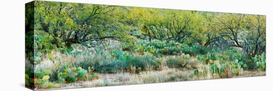 Prickly Pear Cacti Surrounds Mesquite Trees, Oro Valley, Arizona, USA-null-Stretched Canvas