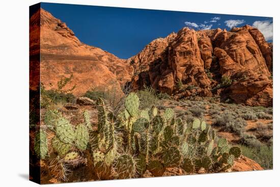 Prickly Pear cactus along Water Canyon, St. George, Utah, USA-null-Premier Image Canvas