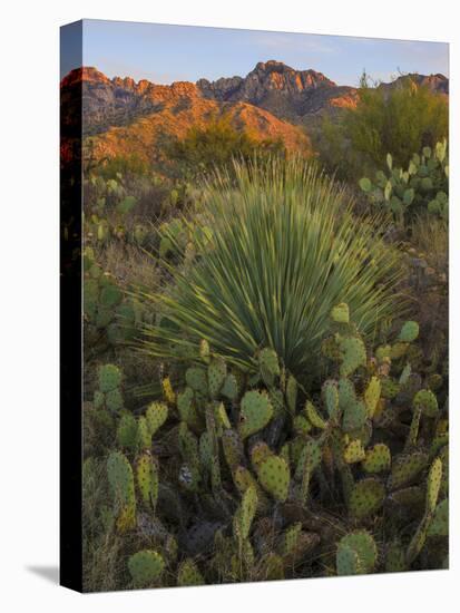 Prickly Pear Cactus and Sotol at Sunset, Sonoran Desert, Arizona, Usa-null-Premier Image Canvas