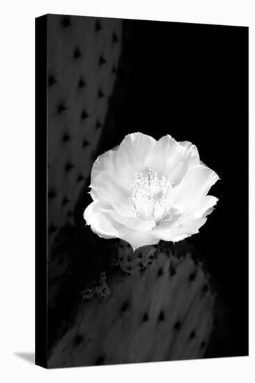 Prickly Pear Cactus Blossom BW-Douglas Taylor-Premier Image Canvas