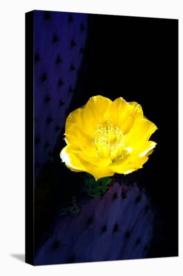 Prickly Pear Cactus Blossom-Douglas Taylor-Premier Image Canvas