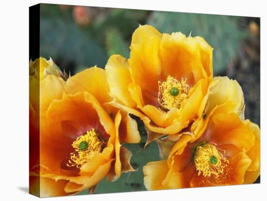 Prickly Pear Cactus Blossoms-James Randklev-Premier Image Canvas