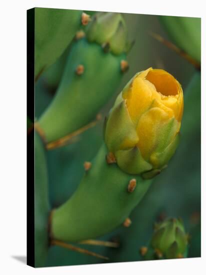 Prickly Pear Cactus Buds, Jekyll Island, Georgia, USA-Joanne Wells-Premier Image Canvas