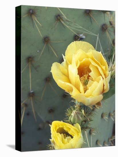 Prickly Pear Cactus Flower, Saguaro National Park, Arizona, USA-Jamie & Judy Wild-Premier Image Canvas