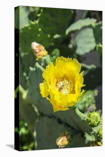 Prickly pear cactus, Gruene, Texas, Usa-Lisa S. Engelbrecht-Premier Image Canvas