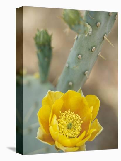 Prickly Pear Cactus in Bloom, Arizona-Sonora Desert Museum, Tucson, Arizona, USA-Merrill Images-Premier Image Canvas