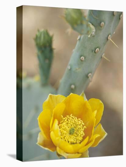 Prickly Pear Cactus in Bloom, Arizona-Sonora Desert Museum, Tucson, Arizona, USA-Merrill Images-Premier Image Canvas