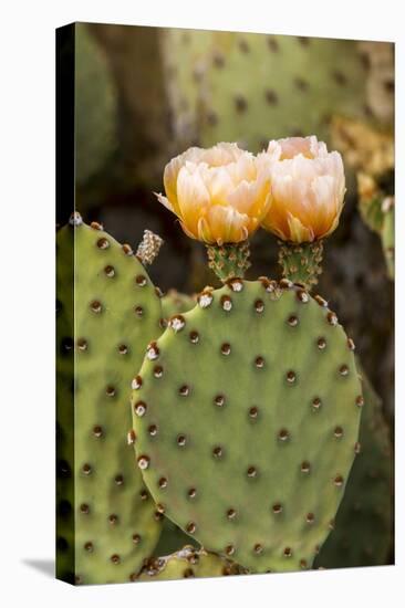 Prickly Pear Cactus in Bloom in Big Bend National Park, Texas, Usa-Chuck Haney-Premier Image Canvas