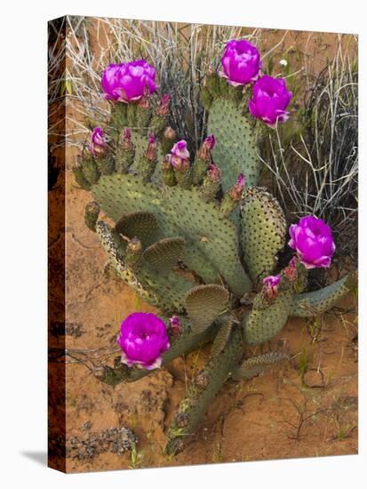 Prickly Pear Cactus, in Bloom, Valley of Fire State Park, Nevada, USA-Michel Hersen-Premier Image Canvas