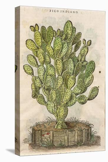 Prickly Pear Cactus or Indian Fig Opuntia-null-Premier Image Canvas