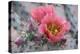 Prickly Pear Cactus with Pink Flowers-Jerry Horbert-Premier Image Canvas