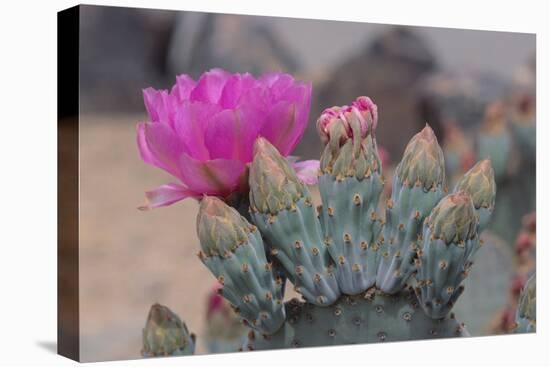 Prickly Pear Cactus-DLILLC-Premier Image Canvas