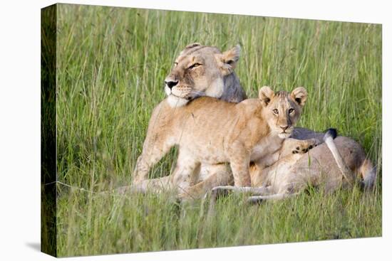 Pride of a Lioness-Susann Parker-Premier Image Canvas