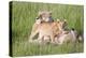 Pride of a Lioness-Susann Parker-Premier Image Canvas