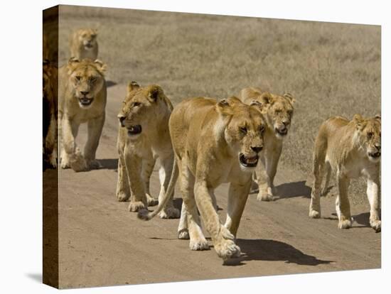 Pride of African Lions Walking Along a Track, Serengeti Np, Tanzania-Edwin Giesbers-Premier Image Canvas