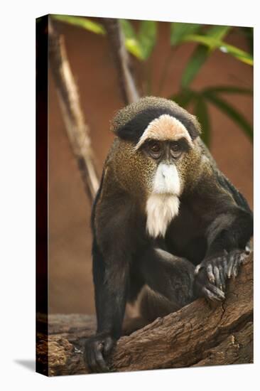 Primate I-Karyn Millet-Premier Image Canvas