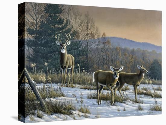 Prime Time - Whitetail Deer-Wilhelm Goebel-Premier Image Canvas