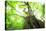 Primeval Forest of Chestnut Tree-tamikosan-Premier Image Canvas