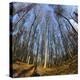 Primeval Forest with Fallen Trees, Austria, Viennese Wood, Mauerbach-Volker Preusser-Premier Image Canvas