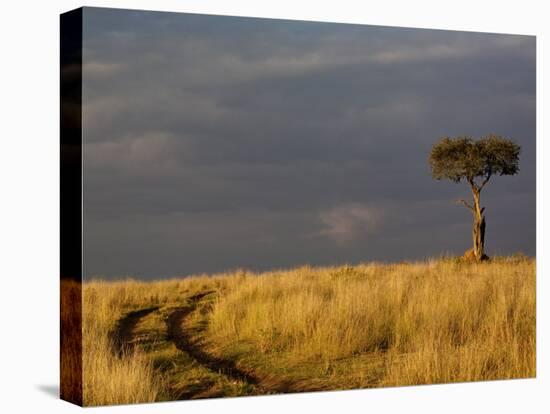 Primitive road and single Umbrella Thorn Acacia tree, Masai Mara Game Reserve, Kenya-Adam Jones-Premier Image Canvas