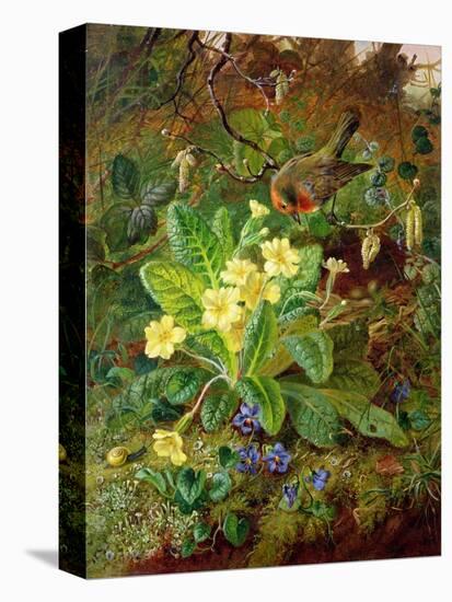 Primrose and Robin-William John Wainwright-Premier Image Canvas