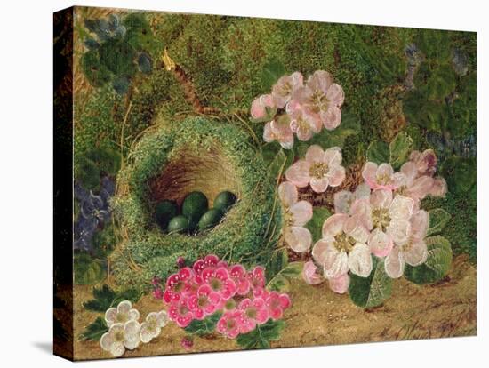 Primroses by a Bird's Nest (Oil on Canvas)-Oliver Clare-Premier Image Canvas