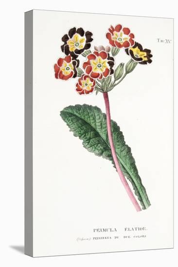 Primula Elatior, Plate Xv, from L'antotrofia Ossia La Coltivazione De'fiori by Antonio Piccioli, Pu-Italian School-Premier Image Canvas