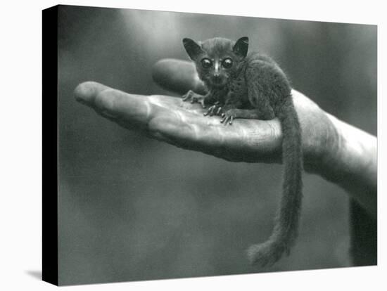 Prince Demidoff's Galago or Bushbaby Resting in the Palm of the Keepers Hand at London Zoo-Frederick William Bond-Premier Image Canvas